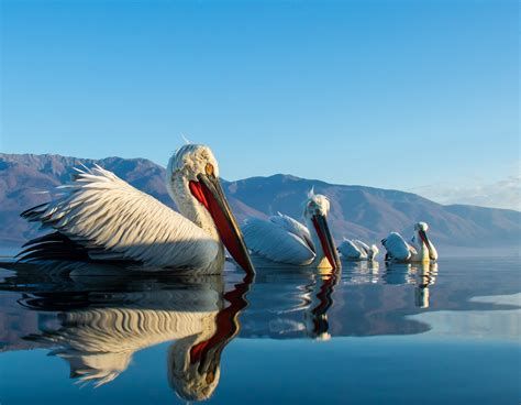 Bird Photography Honest Review — Is the Hype Justified?